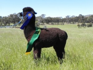 Baringhup Toscanini from Baringhup Alpacas
